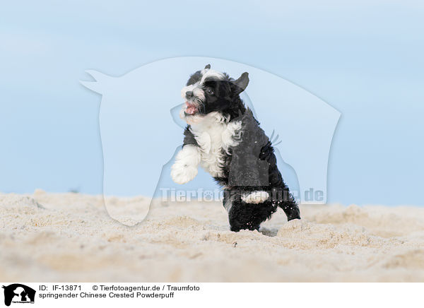 springender Chinese Crested Powderpuff / jumping Chinese Crested Powderpuff / IF-13871