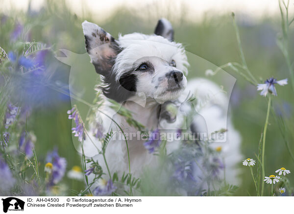 Chinese Crested Powderpuff zwischen Blumen / AH-04500