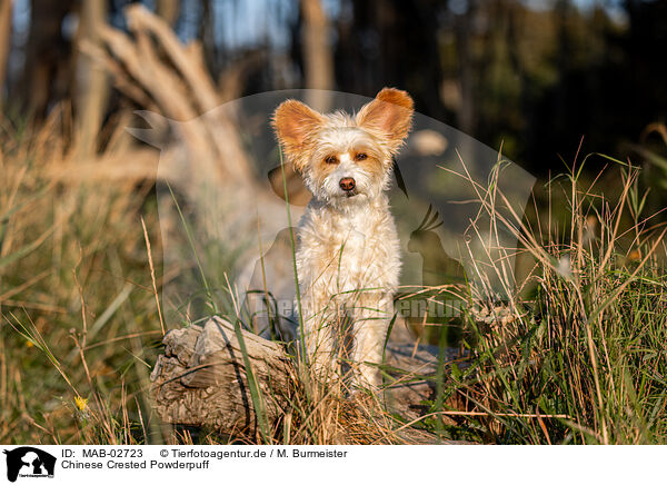 Chinese Crested Powderpuff / MAB-02723