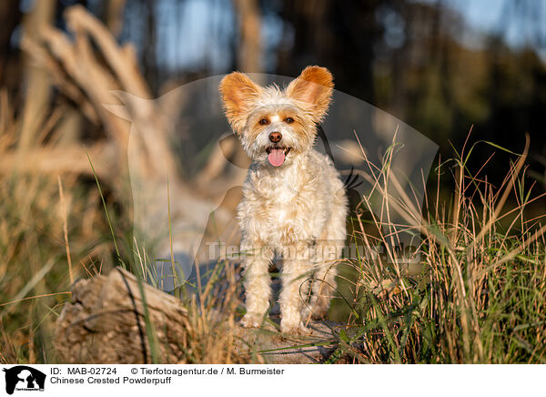 Chinese Crested Powderpuff / MAB-02724