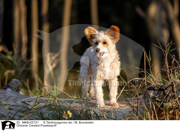 Chinese Crested Powderpuff / MAB-02731