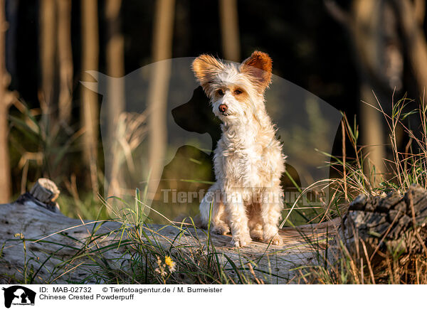 Chinese Crested Powderpuff / MAB-02732