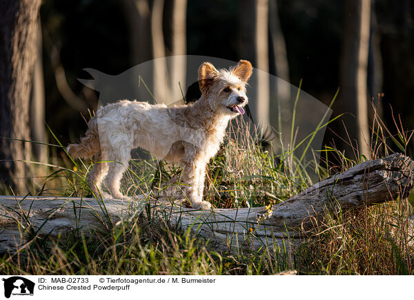 Chinese Crested Powderpuff / Chinese Crested Powderpuff / MAB-02733