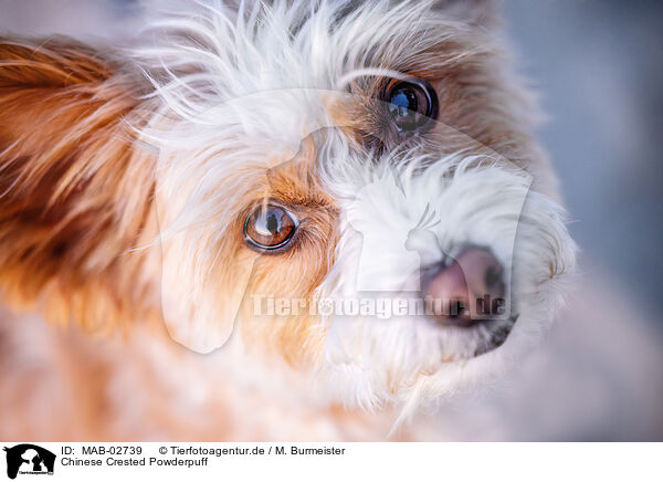 Chinese Crested Powderpuff / MAB-02739