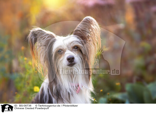 Chinese Crested Powderpuff / BS-08736