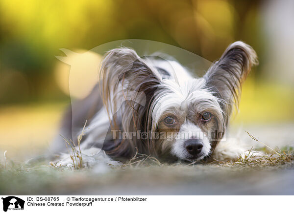 Chinese Crested Powderpuff / BS-08765