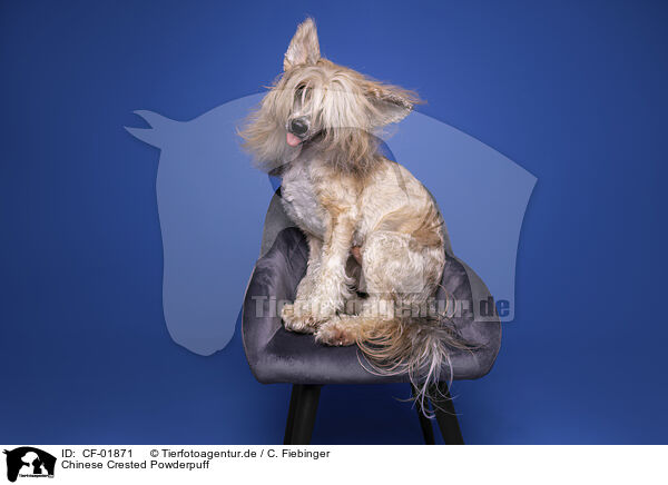 Chinese Crested Powderpuff / CF-01871