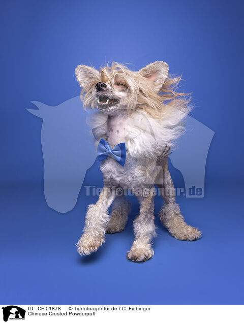 Chinese Crested Powderpuff / CF-01878