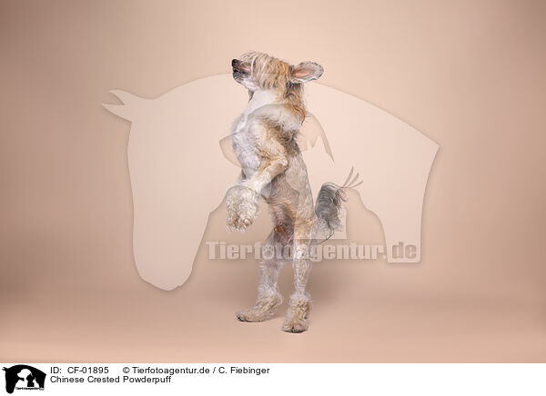 Chinese Crested Powderpuff / CF-01895
