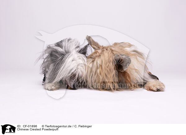 Chinese Crested Powderpuff / CF-01896