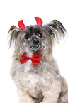 Chinese Crested Powderpuff als Teufel