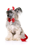 Chinese Crested Powderpuff als Teufel