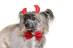 Chinese Crested Powderpuff als Teufel