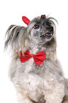 Chinese Crested Powderpuff als Teufel