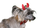 Chinese Crested Powderpuff als Teufel