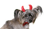 Chinese Crested Powderpuff als Teufel