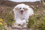 rennender Chinese Crested Dog Powderpuff