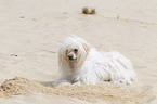 liegender Chinese Crested Dog Powderpuff