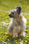 sitzender Chinese Crested Powderpuff