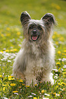 sitzender Chinese Crested Powderpuff