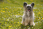 sitzender Chinese Crested Powderpuff