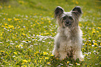 sitzender Chinese Crested Powderpuff