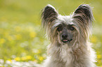 Chinese Crested Powderpuff Portrait