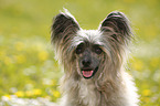 Chinese Crested Powderpuff Portrait