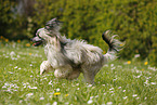 rennender Chinese Crested Powderpuff