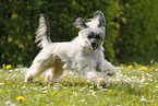 rennender Chinese Crested Powderpuff