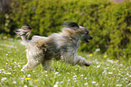 rennender Chinese Crested Powderpuff