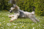 rennender Chinese Crested Powderpuff