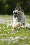 rennender Chinese Crested Powderpuff