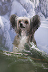 Chinese Crested Powderpuff