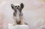 sitzender Chinese Crested Powderpuff