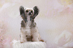 sitzender Chinese Crested Powderpuff