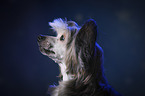 Chinese Crested Powderpuff Portrait