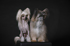 Chinese Crested Dogs