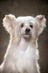 Chinesischer Schopfhund Powderpuff Portrait