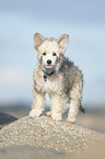 stehender Chinese Crested Powderpuff