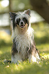 Chinese Crested Powderpuff