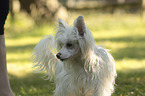 Chinese Crested Powderpuff