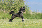 rennender Chinese Crested Powderpuff