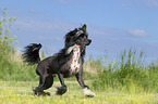 rennender Chinese Crested Powderpuff