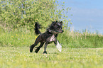 rennender Chinese Crested Powderpuff