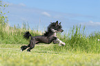 rennender Chinese Crested Powderpuff