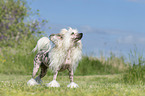 stehender Chinese Crested Powderpuff