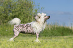 stehender Chinese Crested Powderpuff