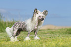 stehender Chinese Crested Powderpuff