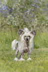 stehender Chinese Crested Powderpuff